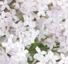 Šeřík Meyerův 'Flowerfesta White'