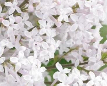 Šeřík Meyerův 'Flowerfesta White'