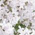 Syringa meyeri 'Flowerfesta White'.jpg