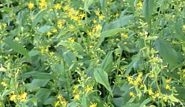 Zlatobýl - Solidago flexicaulis