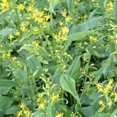 Zlatobýl - Solidago flexicaulis