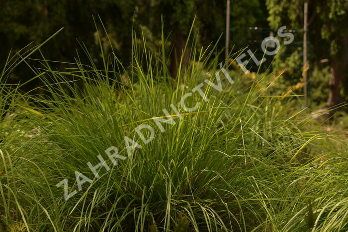 Pěchava podzimní argentea - Sesleria autumnalis ssp. argentea