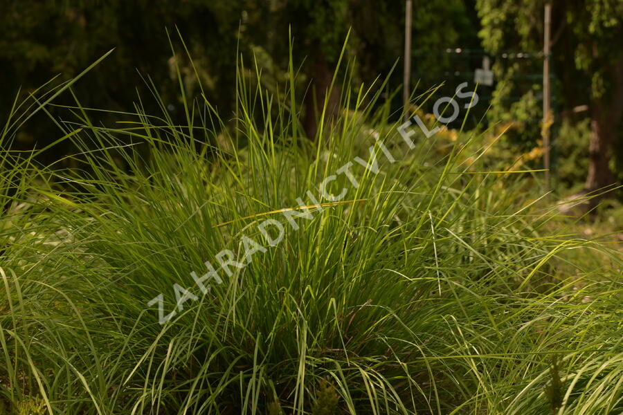 Pěchava podzimní argentea - Sesleria autumnalis ssp. argentea