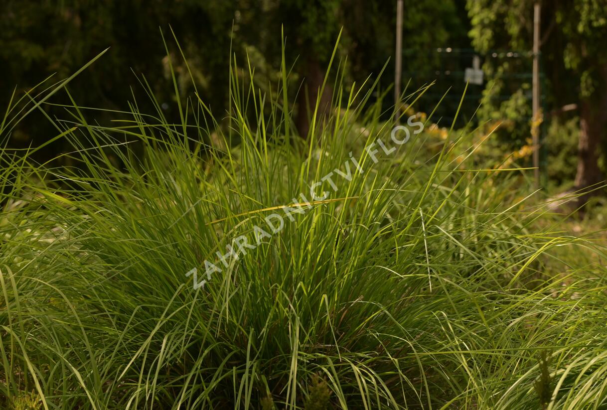 Pěchava podzimní argentea - Sesleria autumnalis ssp. argentea