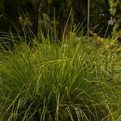 Pěchava podzimní argentea - Sesleria autumnalis ssp. argentea