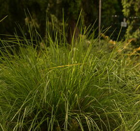 Pěchava podzimní argentea - Sesleria autumnalis ssp. argentea