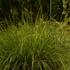 Sesleria autumnalis ssp. argentea.JPG
