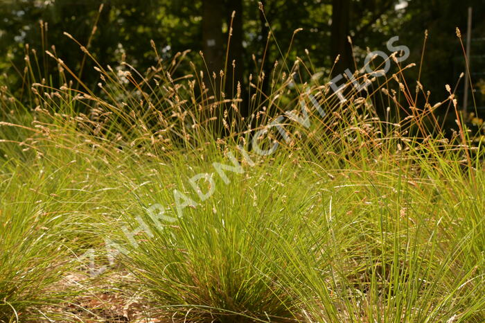 Pěchava Sadlerova - Sesleria sadleriana