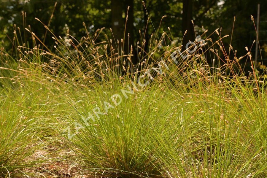 Pěchava Sadlerova - Sesleria sadleriana