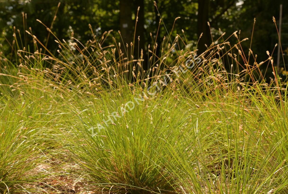 Pěchava Sadlerova - Sesleria sadleriana