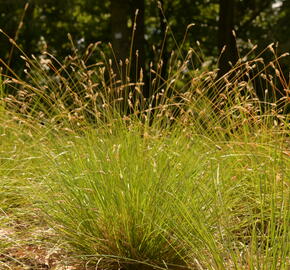 Pěchava Sadlerova - Sesleria sadleriana