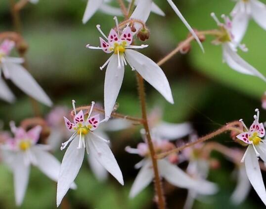Lomikámen výběžkatý - Saxifraga stolonifera