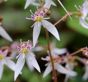Lomikámen výběžkatý