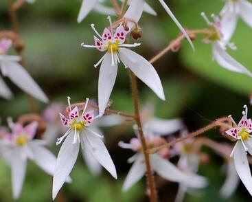 Lomikámen výběžkatý