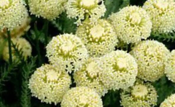 Svatolina cypříšková 'Edward Bowles' - Santolina chamaecyparissus 'Edward Bowles'