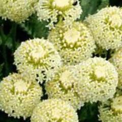 Svatolina cypřišová 'Edward Bowles' - Santolina chamaecyparissus 'Edward Bowles'