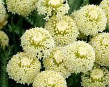 Svatolina cypříšková 'Edward Bowles'