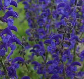 Šalvěj luční 'Twilight Serenade'