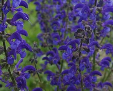 Šalvěj luční 'Twilight Serenade'