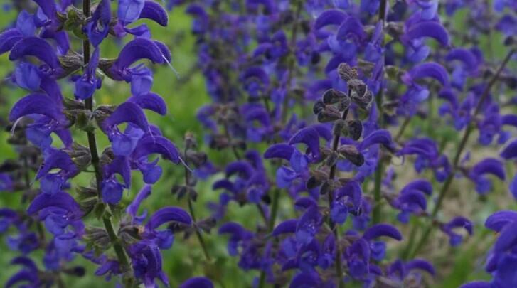 Šalvěj luční 'Twilight Serenade' - Salvia pratensis 'Twilight Serenade'