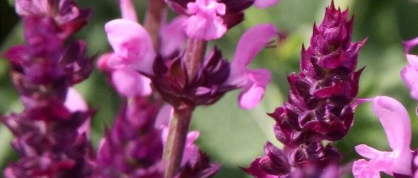 Šalvěj hajní 'Synchro Pink' - Salvia nemorosa 'Synchro Pink'