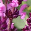 Šalvěj hajní 'Synchro Pink' - Salvia nemorosa 'Synchro Pink'