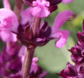 Šalvěj hajní 'Synchro Pink' - Salvia nemorosa 'Synchro Pink'