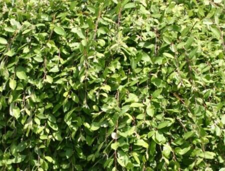 Vrba jíva 'Pendula' - Salix caprea 'Pendula'