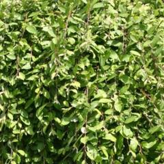 Vrba jíva 'Pendula' - Salix caprea 'Pendula'