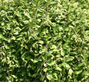 Vrba jíva 'Pendula' - Salix caprea 'Pendula'