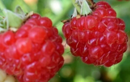 Maliník remontantní 'Malling Happy' - Rubus idaeus 'Malling Happy'