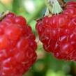 Maliník remontantní 'Malling Happy' - Rubus idaeus 'Malling Happy'