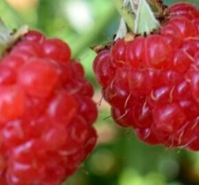 Maliník remontantní 'Malling Happy'