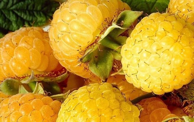 Maliník remontantní 'Golden Everest' - Rubus idaeus 'Golden Everest'