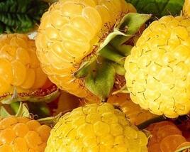Maliník remontantní 'Golden Everest'