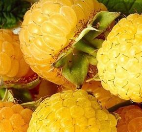Maliník remontantní 'Golden Everest' - Rubus idaeus 'Golden Everest'