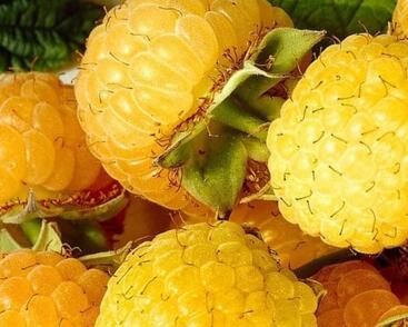 Maliník remontantní 'Golden Everest'