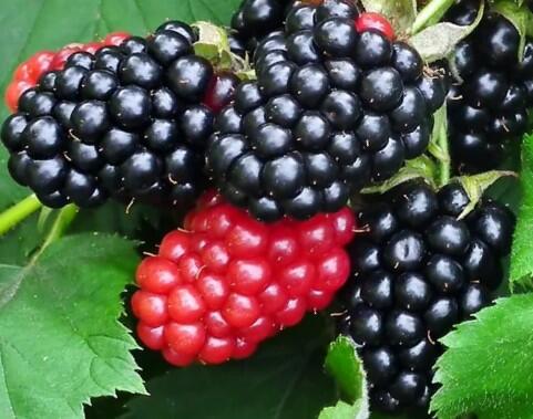 Ostružiník beztrnný 'Triple Crown' - Rubus fruticosus 'Triple Crown'