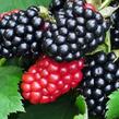 Ostružiník beztrnný 'Triple Crown' - Rubus fruticosus 'Triple Crown'