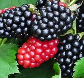 Ostružiník beztrnný 'Triple Crown' - Rubus fruticosus 'Triple Crown'