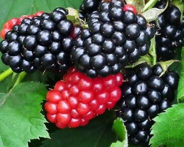 Ostružiník beztrnný 'Triple Crown'