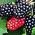 Rubus fruticosus 'Triple Crown'_1.jpg