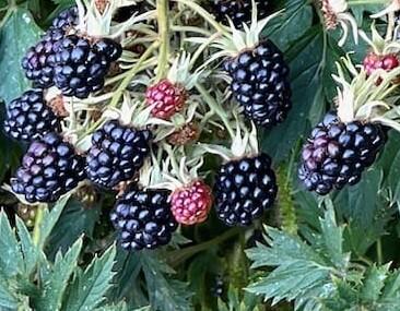 Ostružiník beztrnný 'Oregon Thornless' - Rubus fruticosus 'Oregon Thornless'