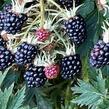 Ostružiník beztrnný 'Oregon Thornless' - Rubus fruticosus 'Oregon Thornless'