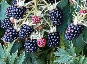 Ostružiník beztrnný 'Oregon Thornless' - Rubus fruticosus 'Oregon Thornless'
