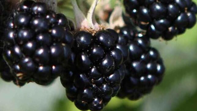 Ostružiník beztrnný 'Oregon Thornless' - Rubus fruticosus 'Oregon Thornless'
