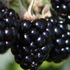 Ostružiník beztrnný 'Oregon Thornless' - Rubus fruticosus 'Oregon Thornless'