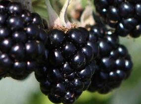 Ostružiník beztrnný 'Oregon Thornless' - Rubus fruticosus 'Oregon Thornless'