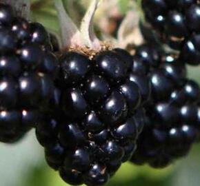 Ostružiník beztrnný 'Oregon Thornless' - Rubus fruticosus 'Oregon Thornless'