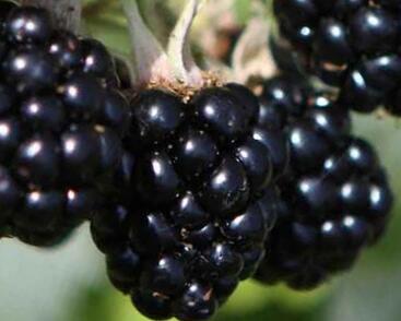 Ostružiník beztrnný 'Oregon Thornless'